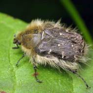 Від оленки волохатої